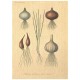 Flax Art Poster | Encyclopedia Vegetable A | FWP-AP-EN4A